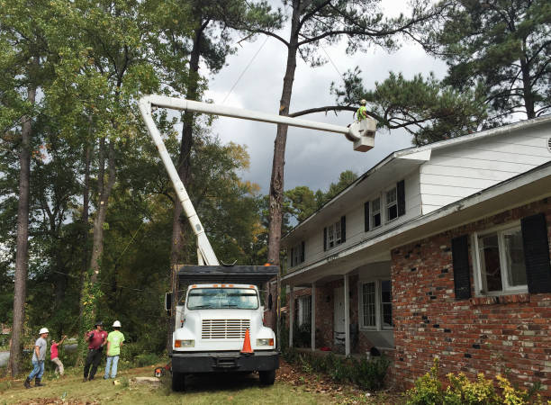 How Our Tree Care Process Works  in  Delisle, MS