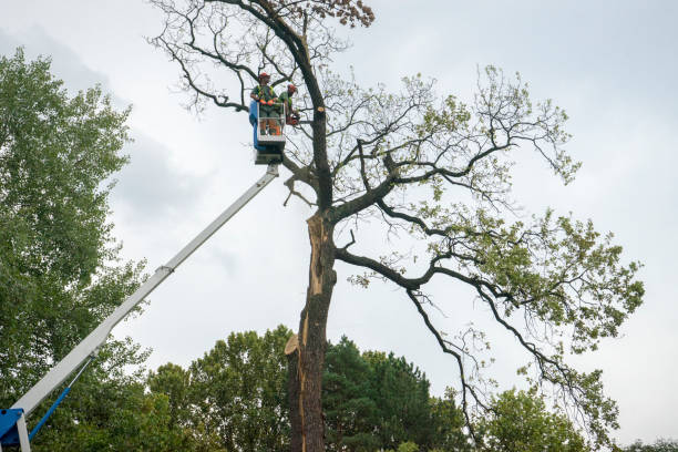 Best Stump Grinding and Removal  in Delisle, MS