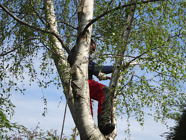 Best Hazardous Tree Removal  in Delisle, MS