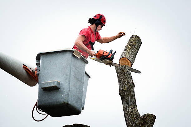 Best Arborist Consultation Services  in Delisle, MS