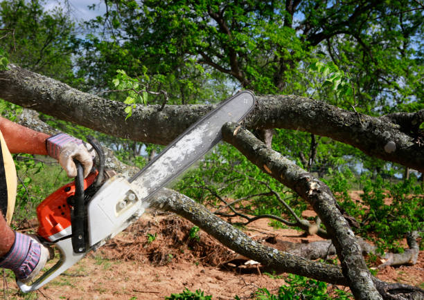 Best Hedge Trimming  in Delisle, MS