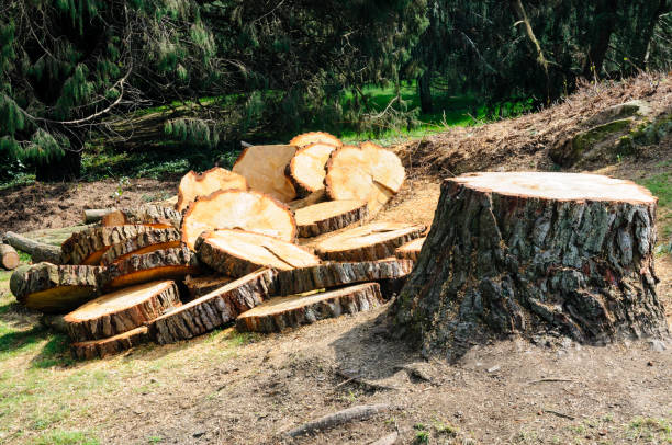 Professional Tree Care in Delisle, MS